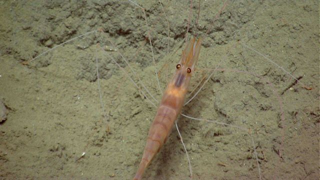 A banded brownish shrimp with white legs. Picture