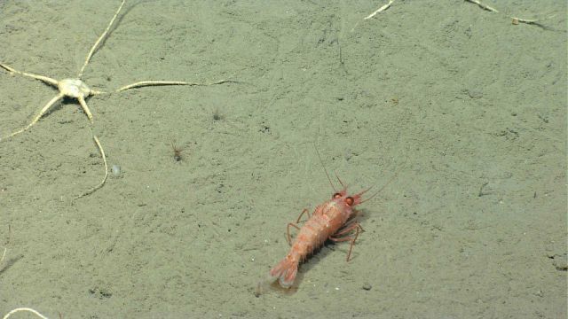 A orange robust shrimp? Picture