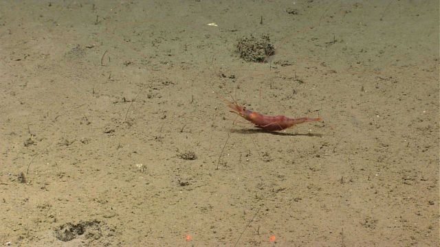 A banded brownish shrimp. Picture