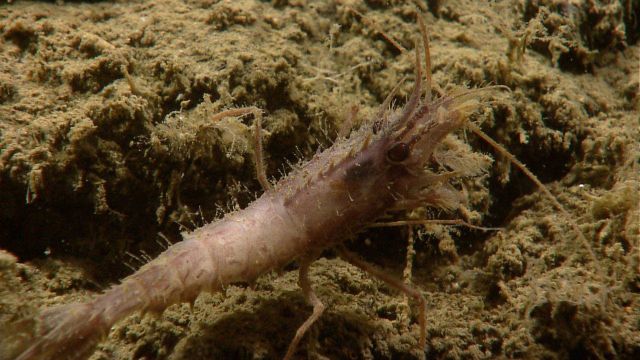 A gray shrimp on a sand covered rock outcrop. Picture