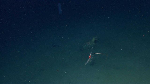 A swimming shrimp Picture