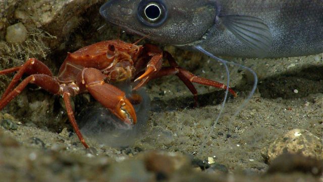 Deep sea red crab Chaceon quinquedens eating a salp. Picture