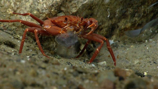 Deep sea red crab Chaceon quinquedens eating a salp Picture