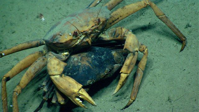 Deep sea red crab Chaceon quinquedens apparently trying to mate with a dead crab. Picture
