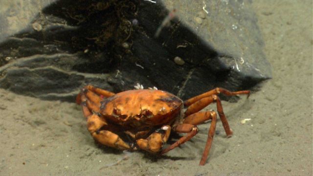 Deep sea red crab Chaceon quinquedens. Picture