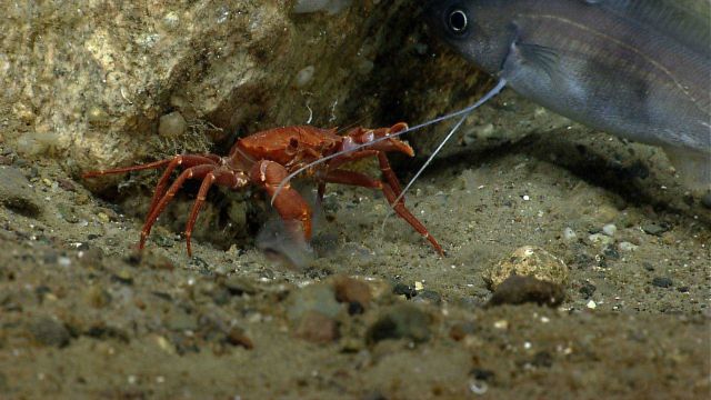 Deep sea red crab Chaceon quinquedens eating a salp. Picture