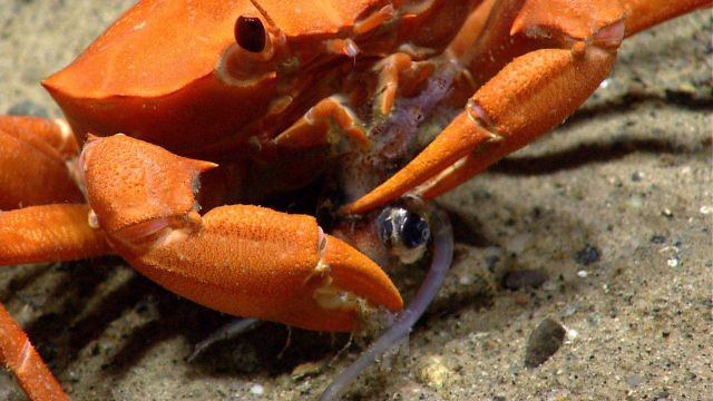 Deep sea red crab Chaceon quinquedens eating a squid. Picture