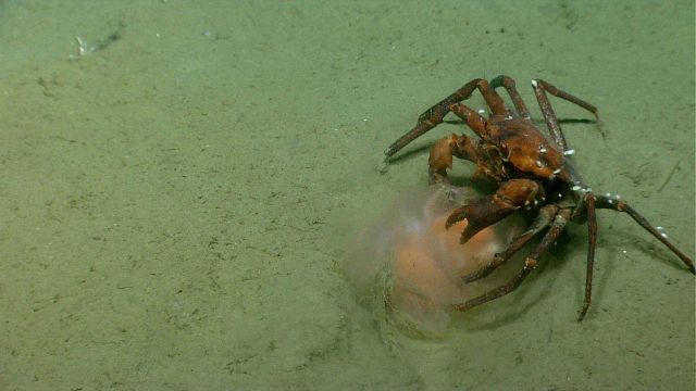 Deep sea red crab Chaceon quinquedens eating a jellyfish. Picture