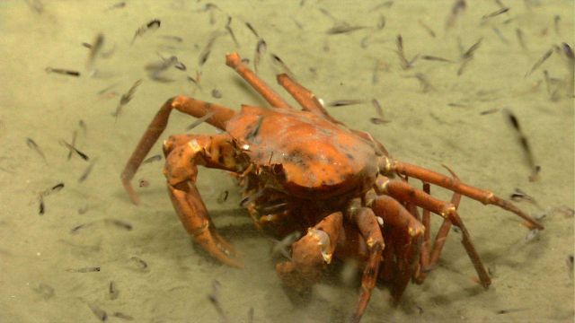 Deep sea red crab Chaceon quinquedens. Picture