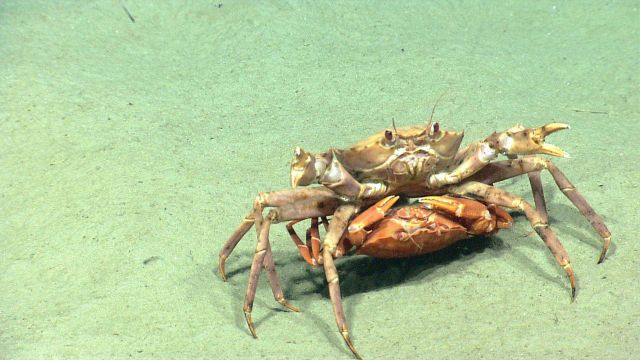 Deep sea red crabs Chaceon quinquedens mating. Picture