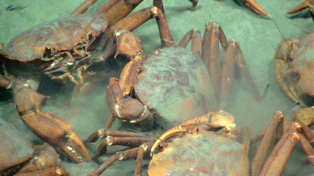Deep sea red crabs Chaceon quinquedens apparently eating eggs. Picture