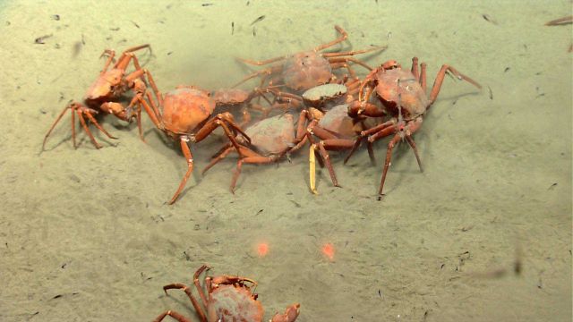 Deep sea red crabs Chaceon quinquedens apparently eating eggs. Picture