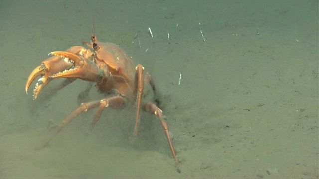 A crabby deep sea red crab Chaceon quinquedens. Picture