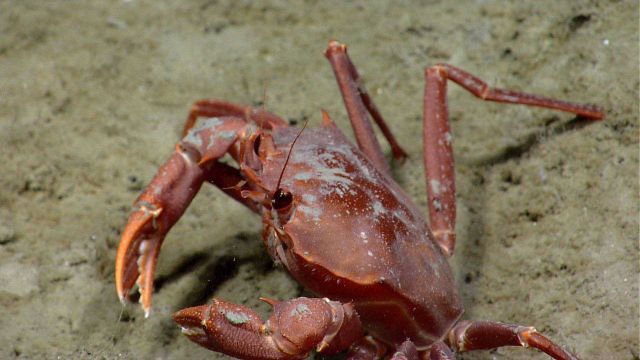 Deep sea red crab Chaceon quinquedens. Picture