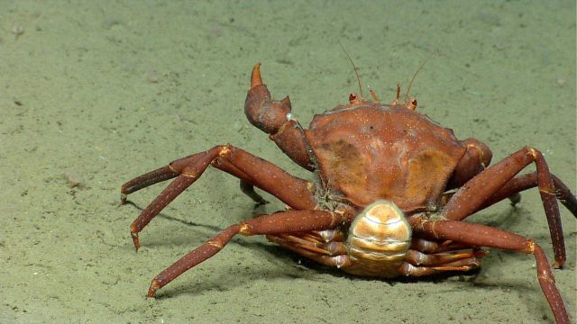 Mating red crabs Chaceon quinquedens seen from the back side. Picture
