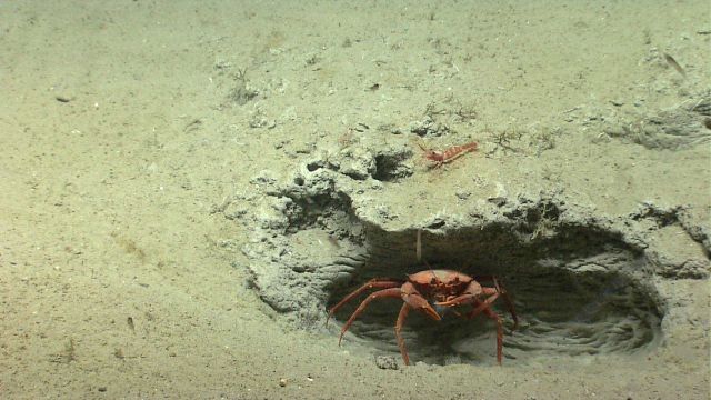 Deep sea red crab Chaceon quinquedens using a hole as cover. Picture