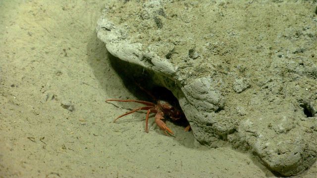 Deep sea red crab Chaceon quinquedens using a hole as cover. Picture