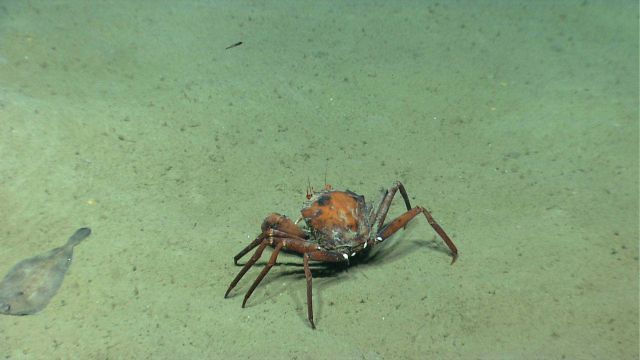 Deep sea red crab Chaceon quinquedens on a sand bottom next to a flatfish. Picture