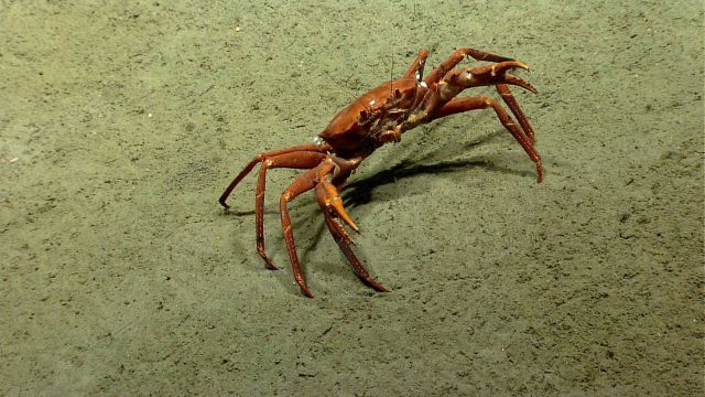 Deep sea red crab Chaceon quinquedens ready to fight the Deep Discoverer. Picture