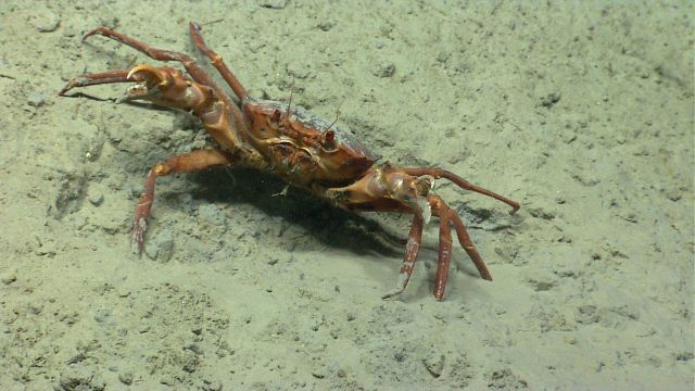 Deep sea red crab Chaceon quinquedens ready to fight the Deep Discoverer. Picture