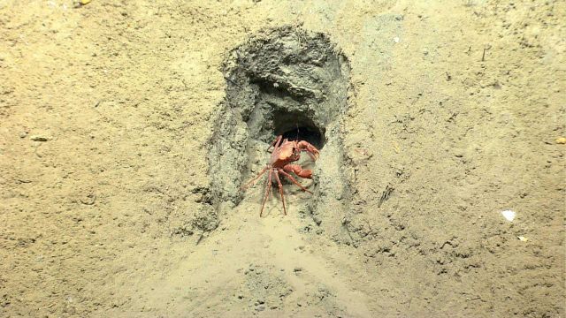 Deep sea red crab Chaceon quinquedens in a well engineered rectangular burrow. Picture
