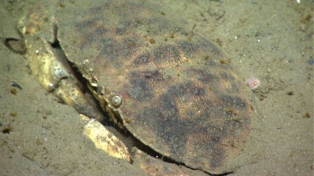 A large crab (Cancer sp.) Picture
