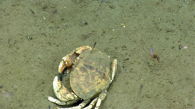 A large crab (Cancer sp.) Picture