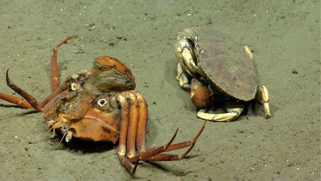 A large crab (Cancer sp.) eating a red crab (Chaceon quinquedens) Picture
