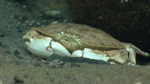 A large crab (Cancer sp.) Picture