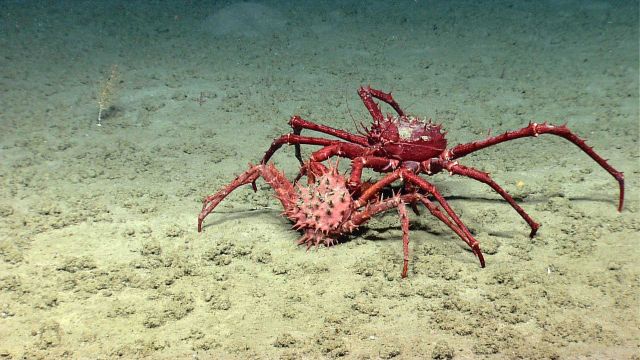 Two lithodid crabs interacting Picture