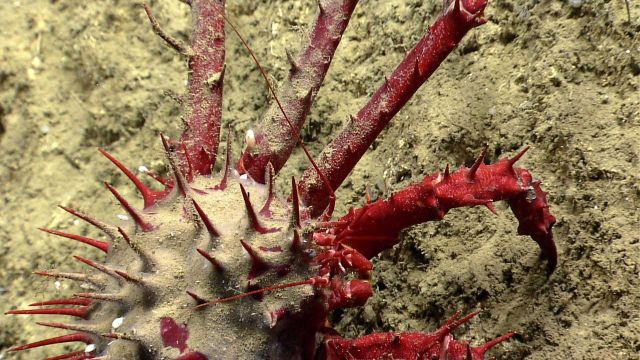 Spiky sediment covered back of large lithodid crab with attached barnacles. Picture