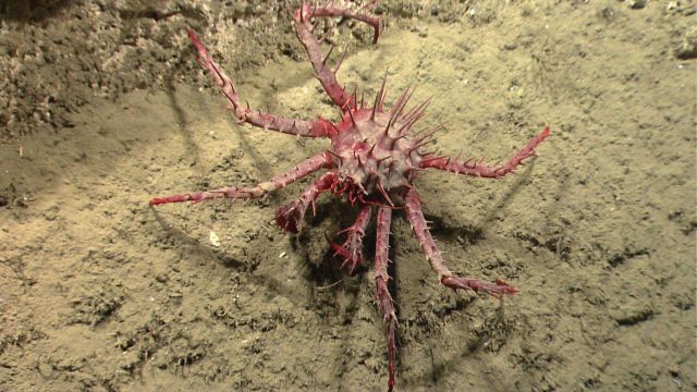 A large lithodid crab. Picture