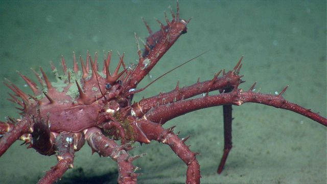 A large lithodid crab. Picture
