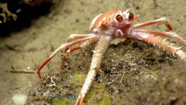Closeup of squat lobster. Picture