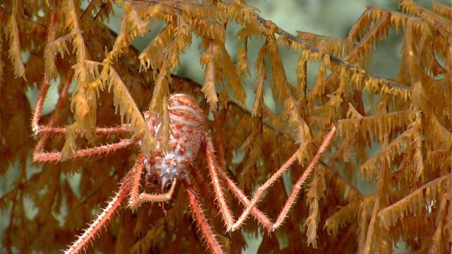 An orange and white squat lobster on an orange 
