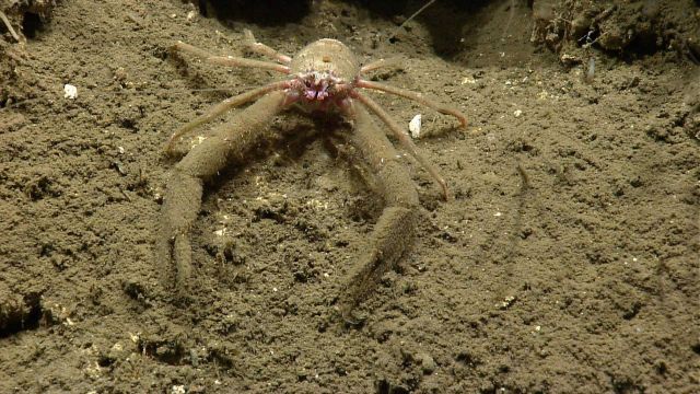 A very dirty appearing pinkish white squat lobster. Picture