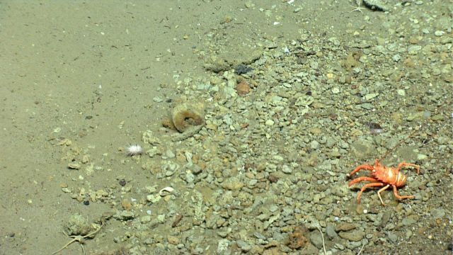 Squat lobster Picture