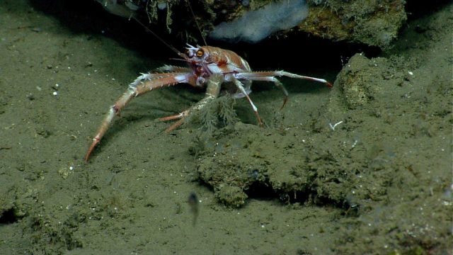 Squat lobster at entrance to what seems to be its den. Picture