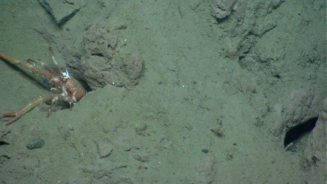 Squat lobster Picture