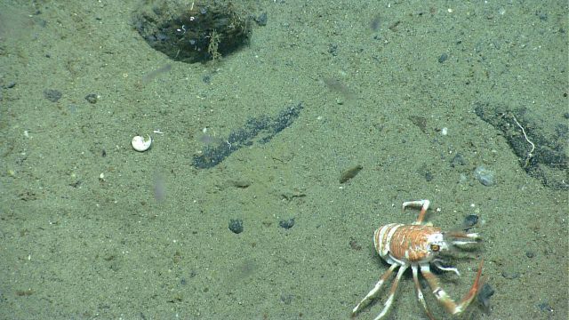 Squat lobster Picture