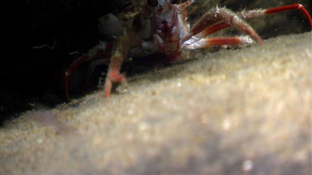 Squat lobster Picture