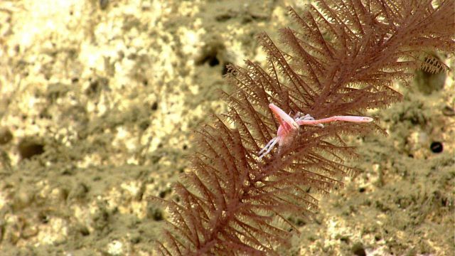 Pink squat lobster on 