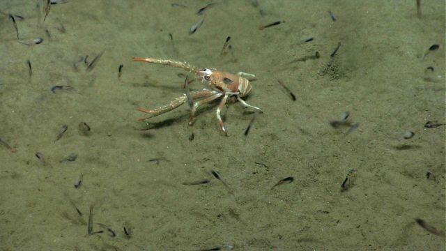 Squat lobster Picture