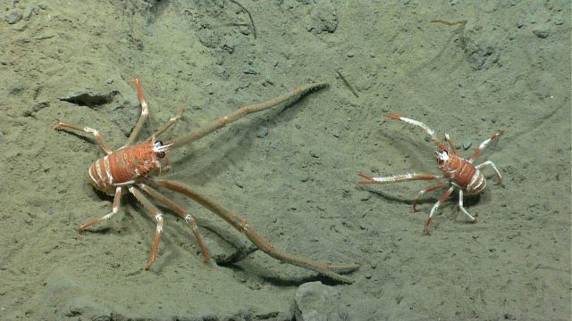 Squat lobsters Picture