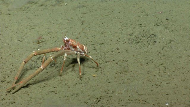 Squat lobster Picture