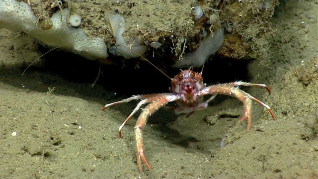 Squat lobster at entrance to what seems to be its den. Picture