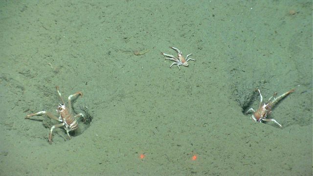 Papa squat lobster, mama squat lobster, and baby squat lobster. Picture