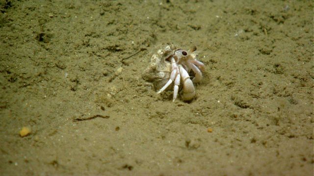 White hermit crab seemingly outgrowing its shell. Picture