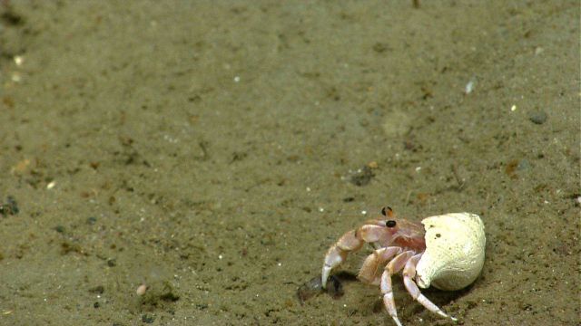 Hermit crab that has captured an amphipod in right claw. Picture