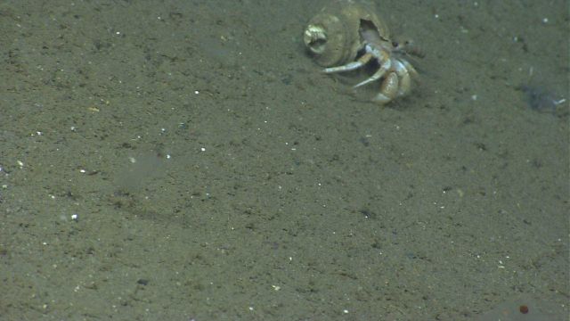 Hermit crab in need of better shell. Picture